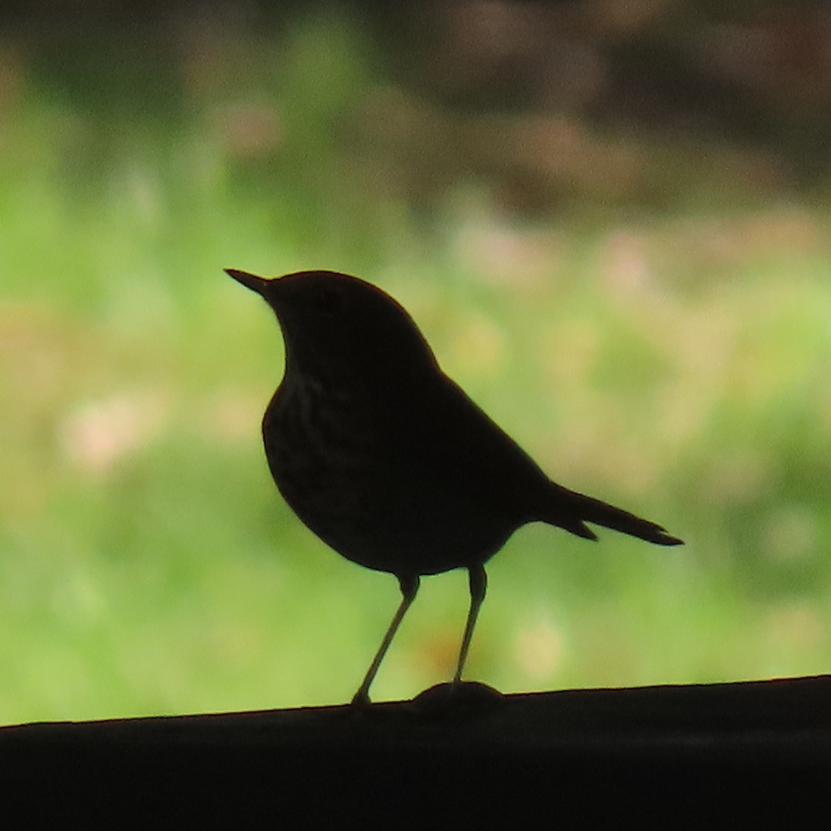 Hermit Thrush - ML644616690