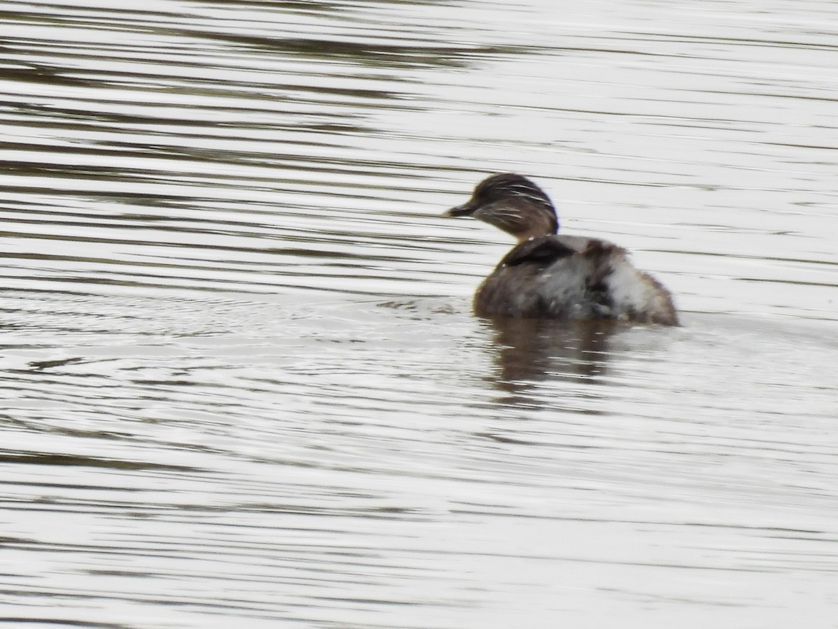 Hoary-headed Grebe - ML644616694