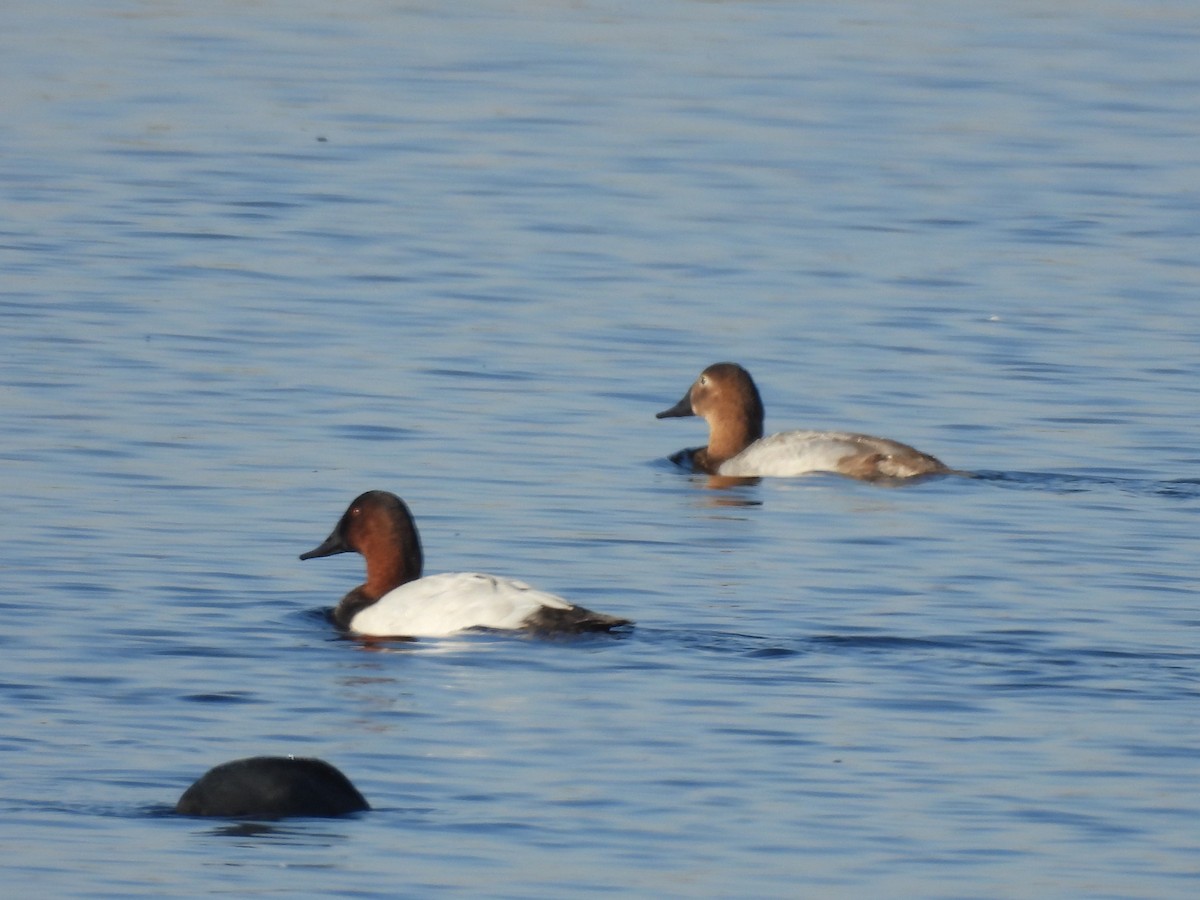 Porrón Coacoxtle - ML644616696