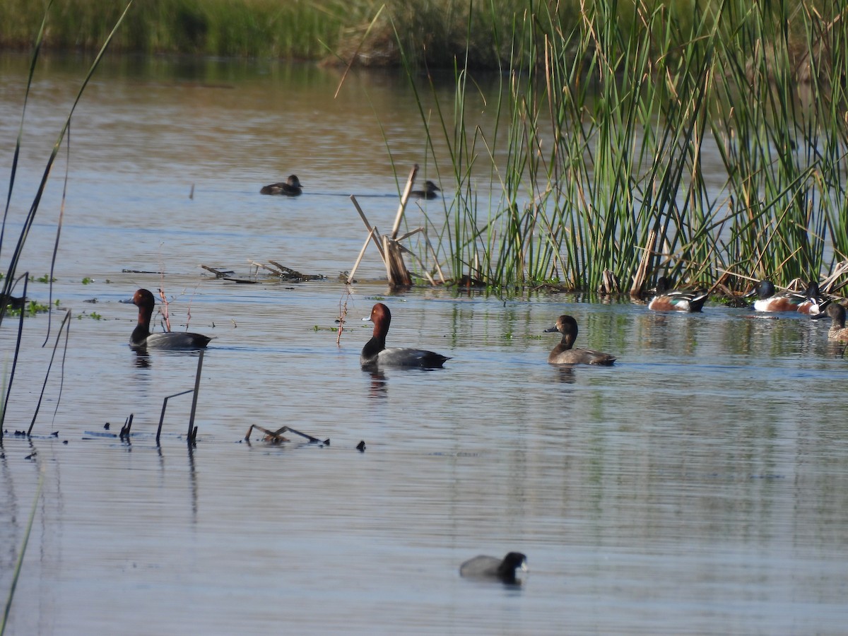 Redhead - ML644616700