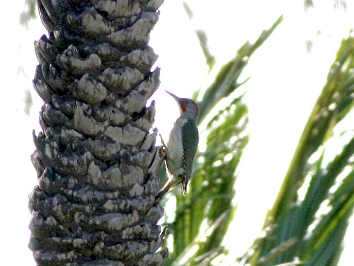 Iberian Green Woodpecker - ML644616710