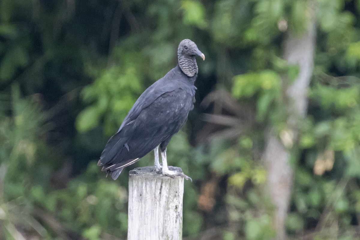 Black Vulture - ML644616712