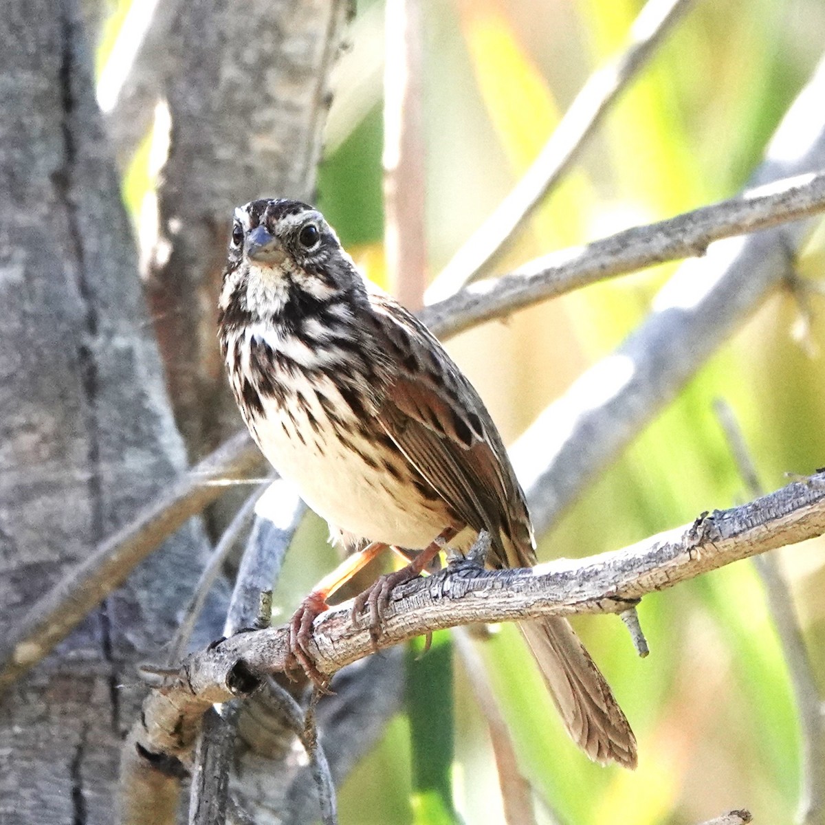 Song Sparrow - ML644616713