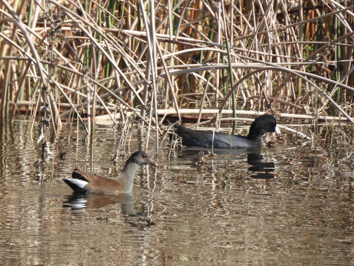 Common Gallinule - ML644616715