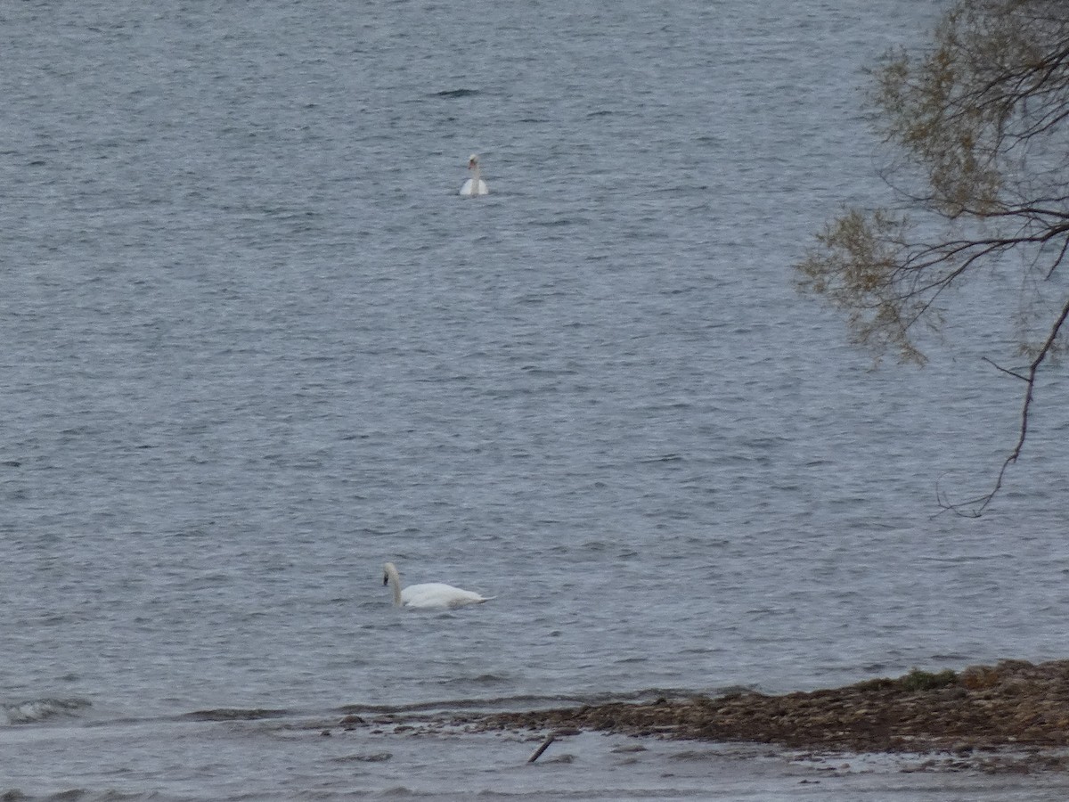 Cygne tuberculé - ML644616716