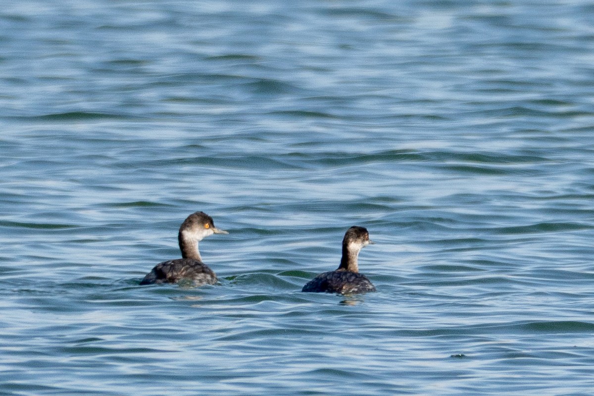 Eared Grebe - ML644616724