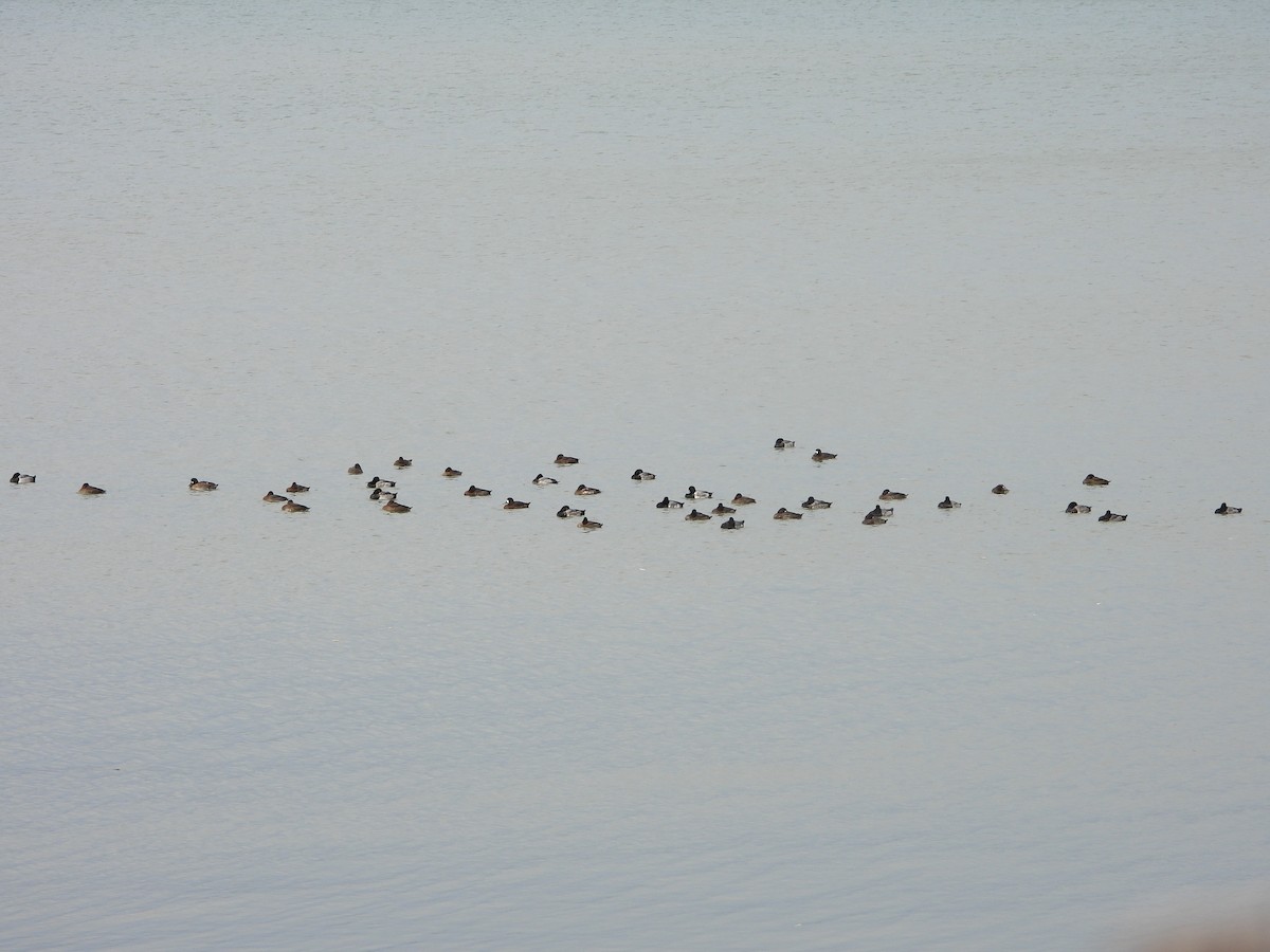Greater Scaup - ML644616726