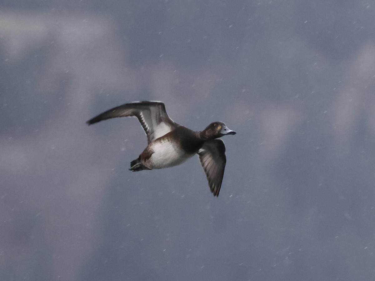 Greater Scaup - ML644616729