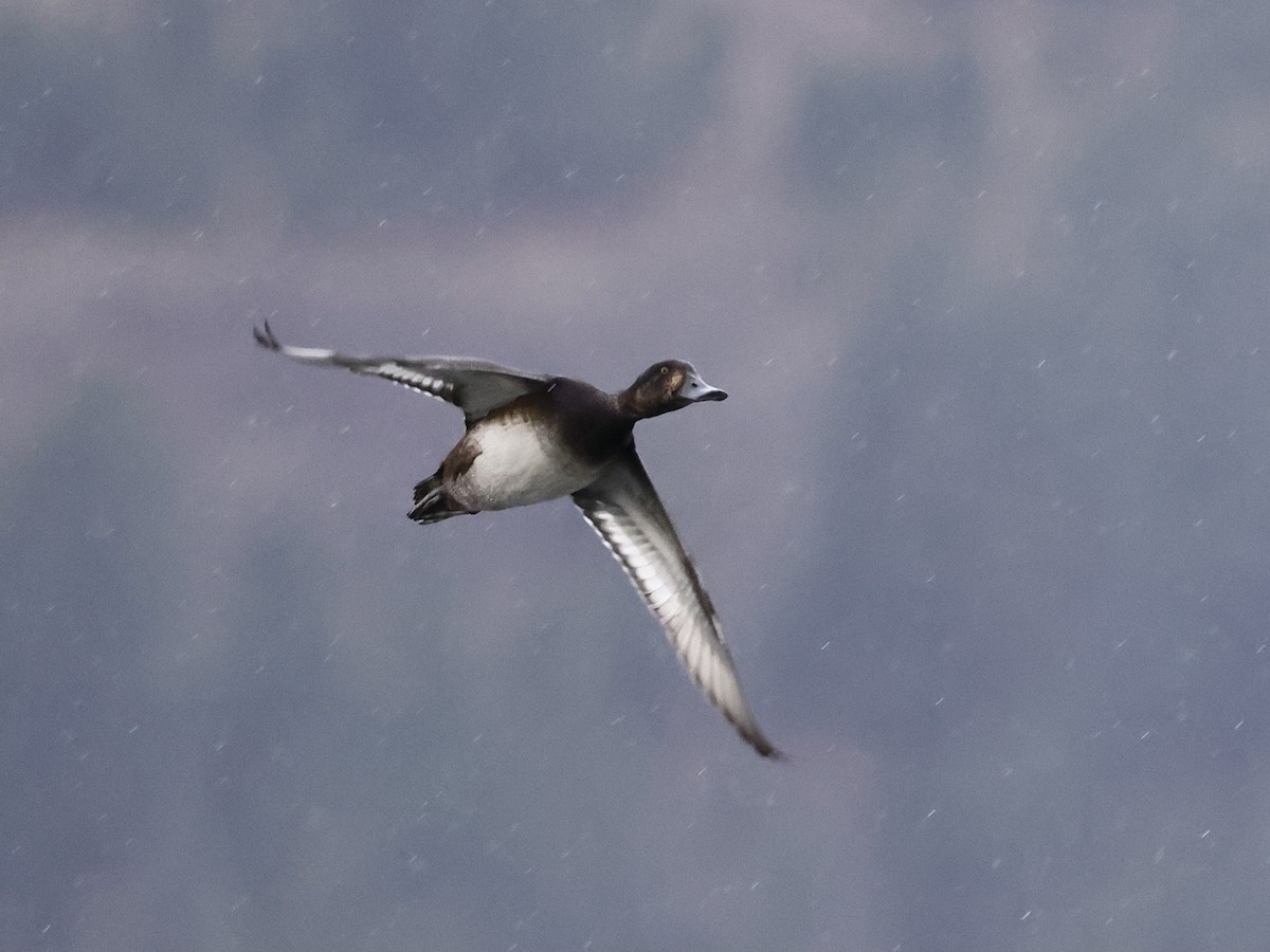 Greater Scaup - ML644616731