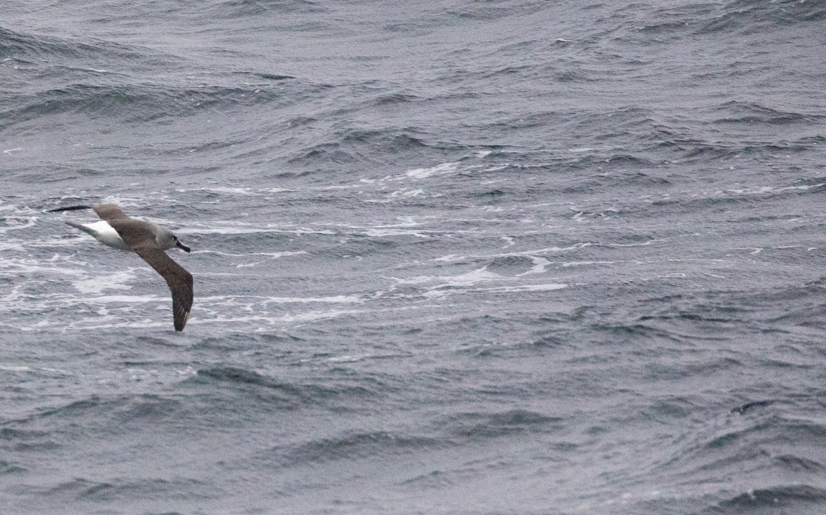 Boz Başlı Albatros - ML644616732