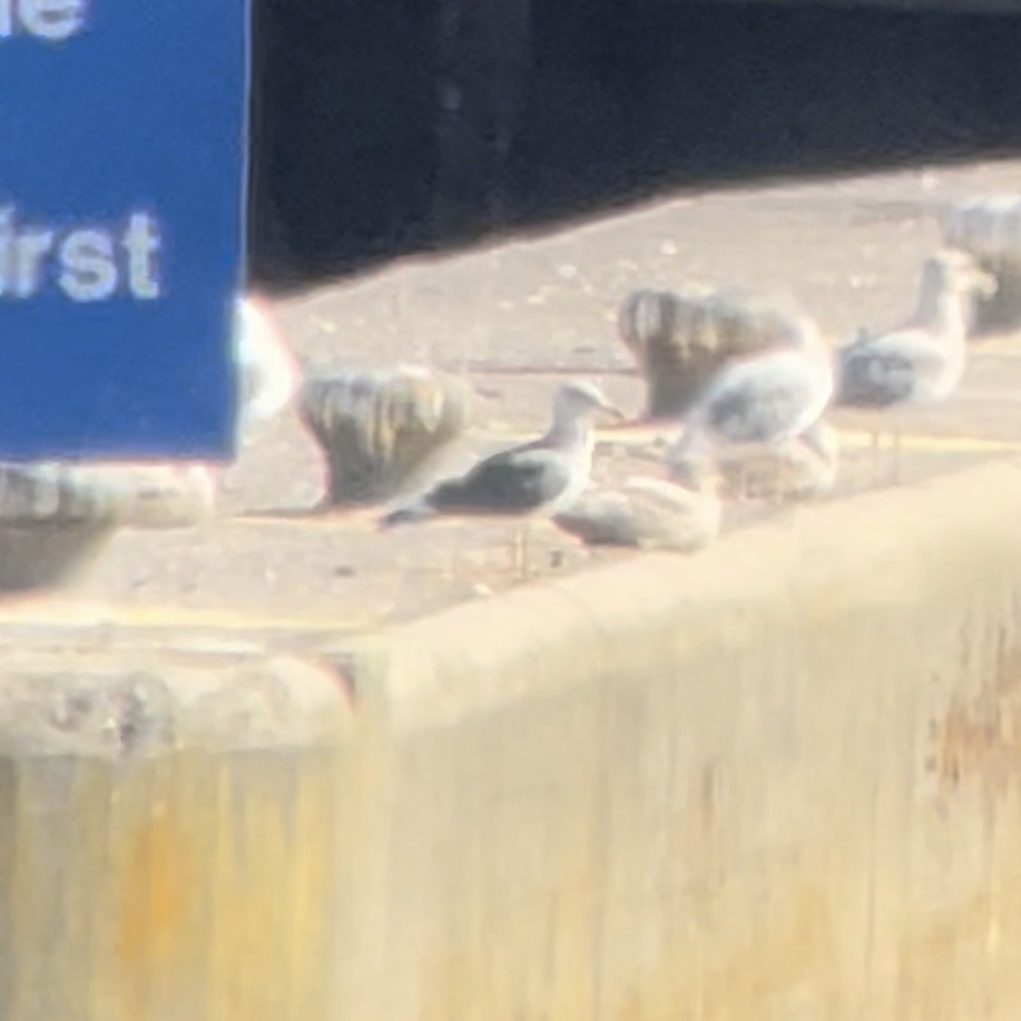 Lesser Black-backed Gull - ML644616733