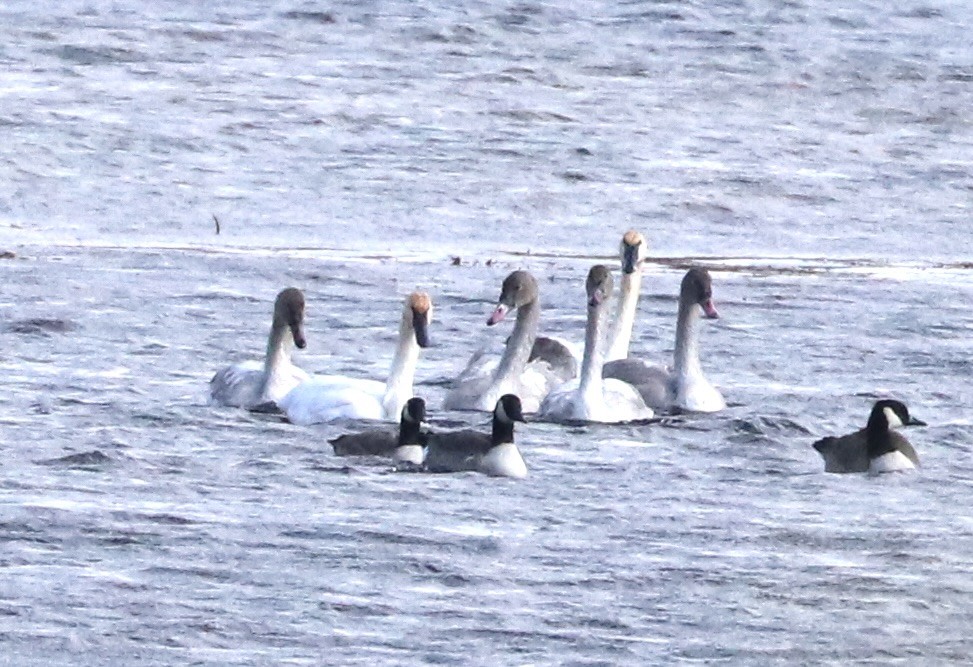 Trumpeter Swan - ML644616738