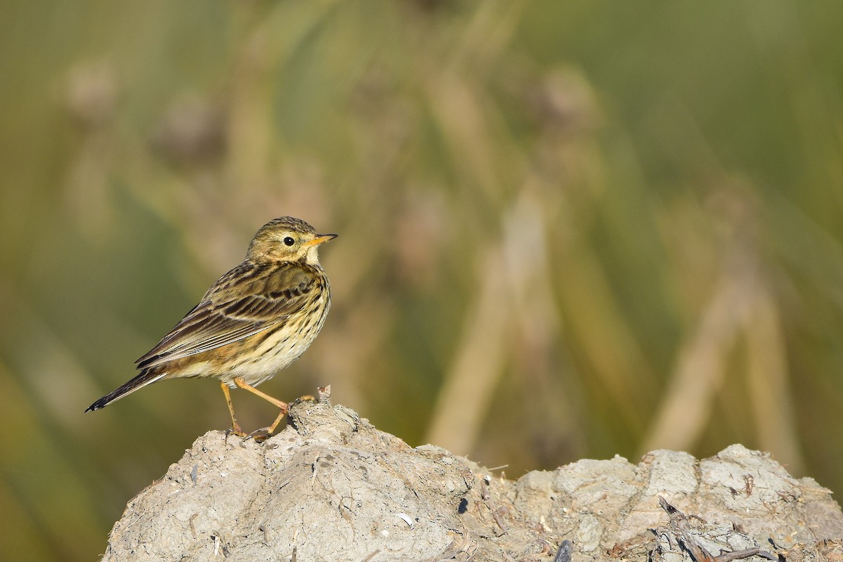 Negu-txirta - ML644616740