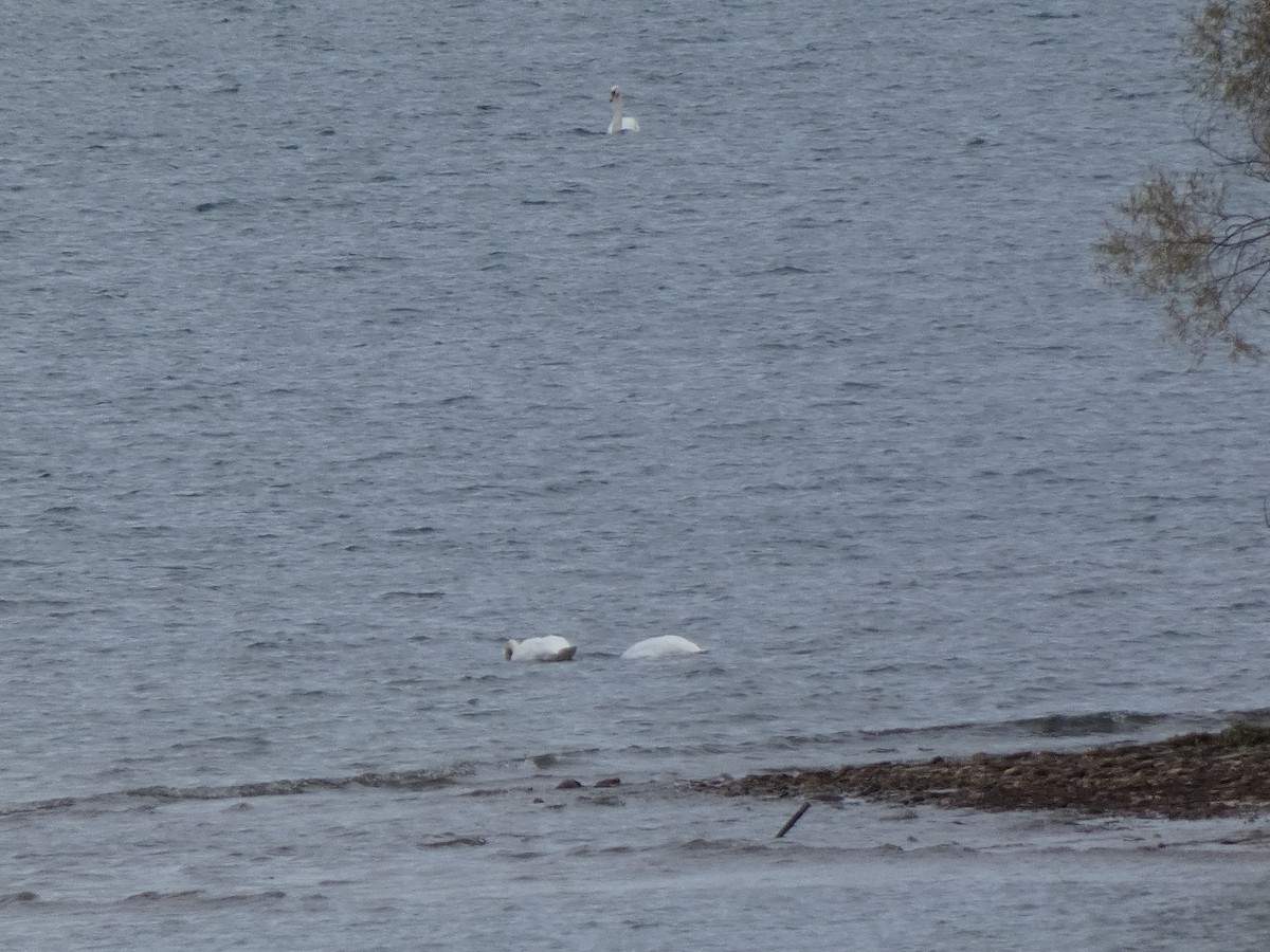 Cygne tuberculé - ML644616747