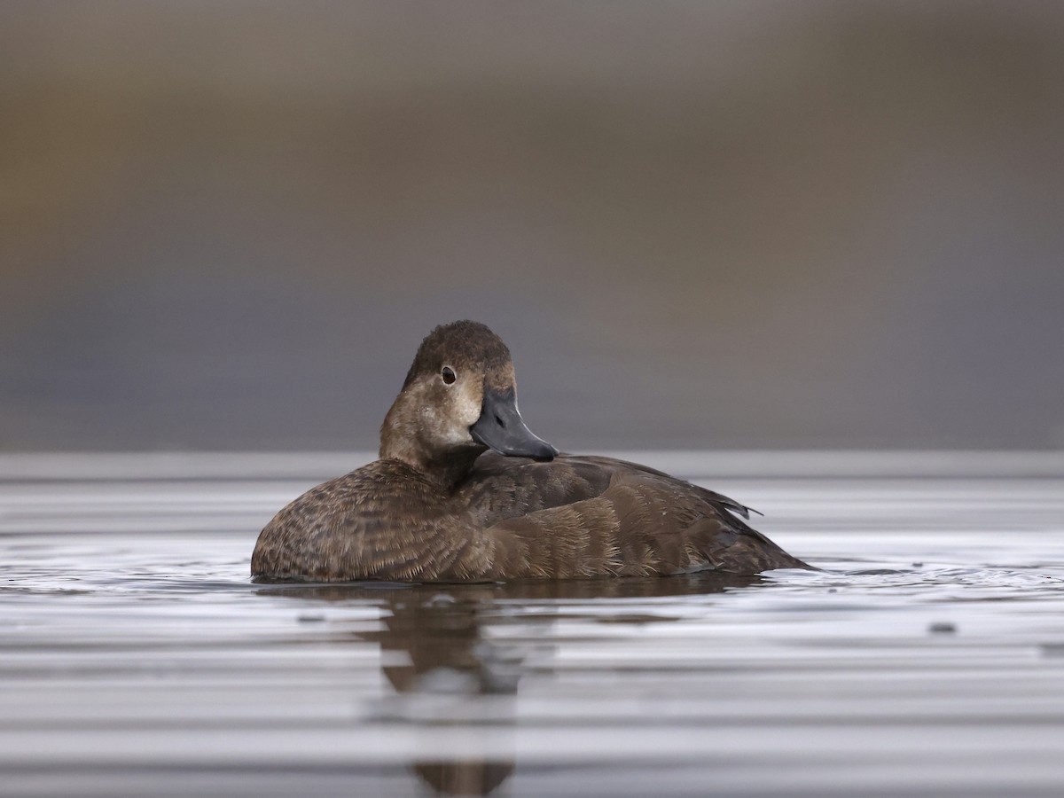 Redhead - ML644616749