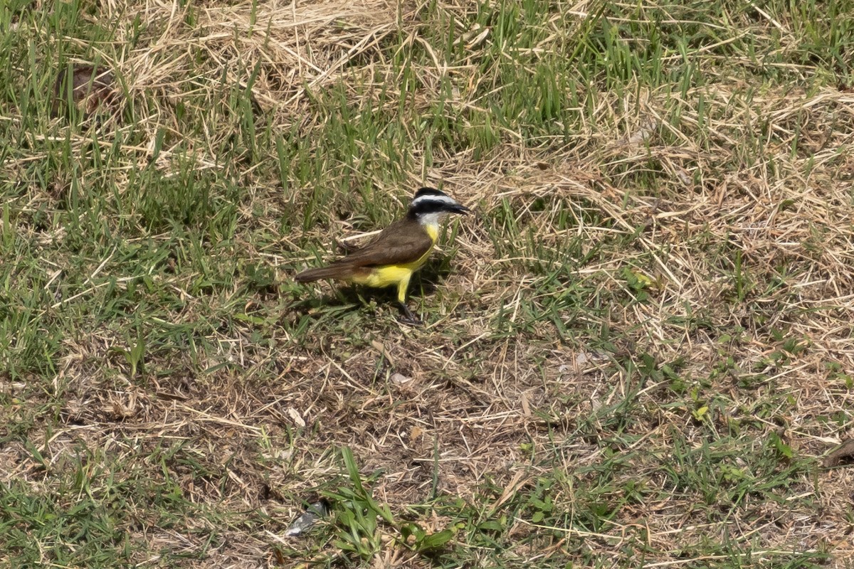 キバラオオタイランチョウ - ML644616755