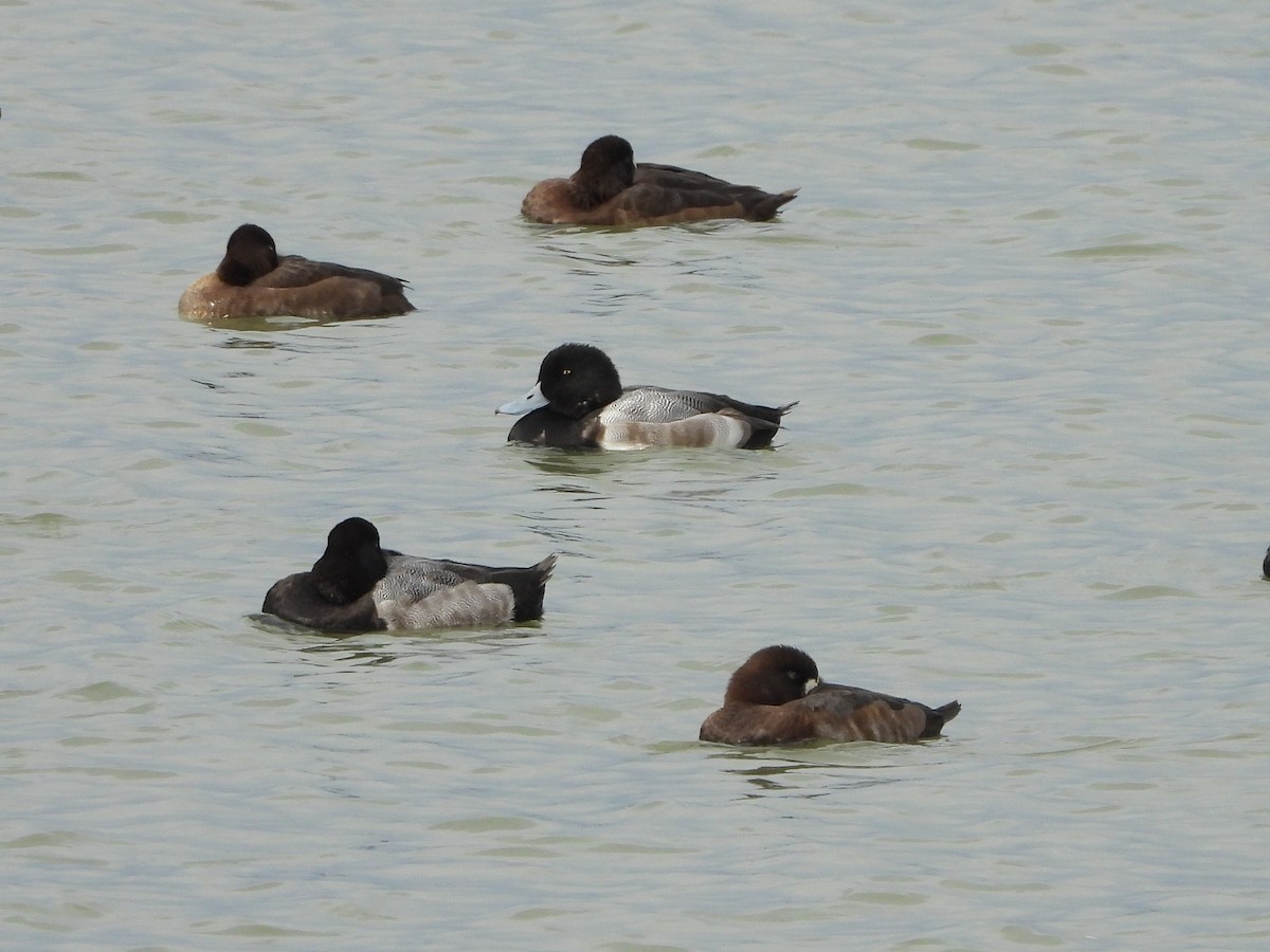 Greater Scaup - ML644616762