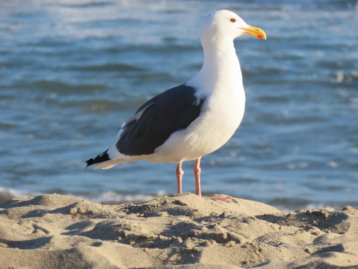 Мартин західний - ML644616766