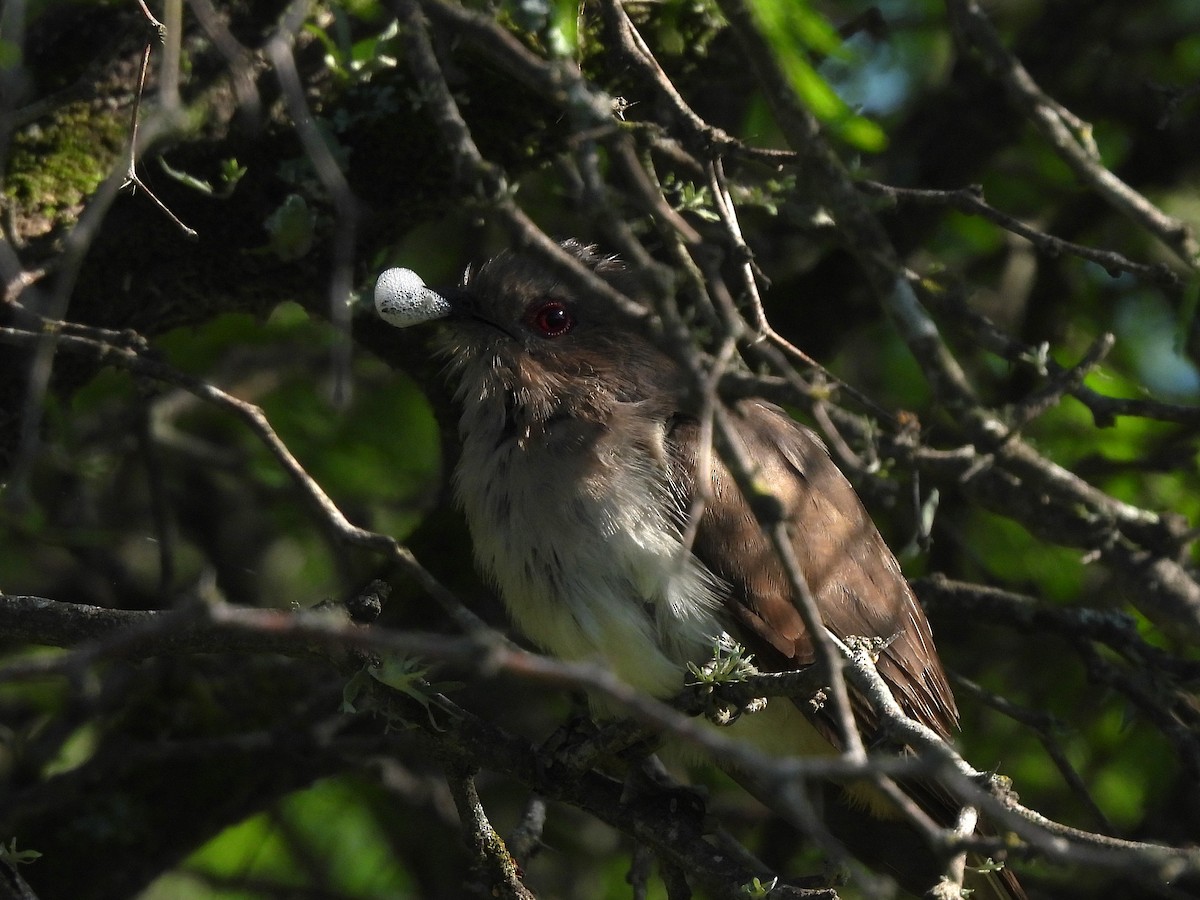 Ash-colored Cuckoo - ML644616772