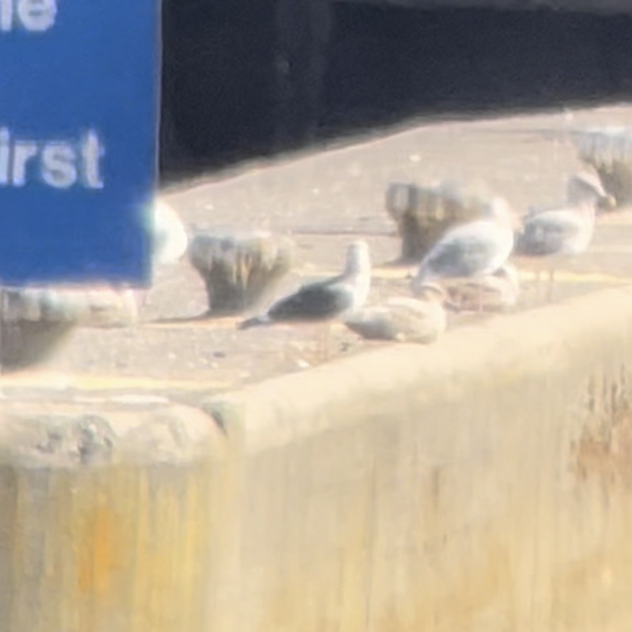 Lesser Black-backed Gull - ML644616777