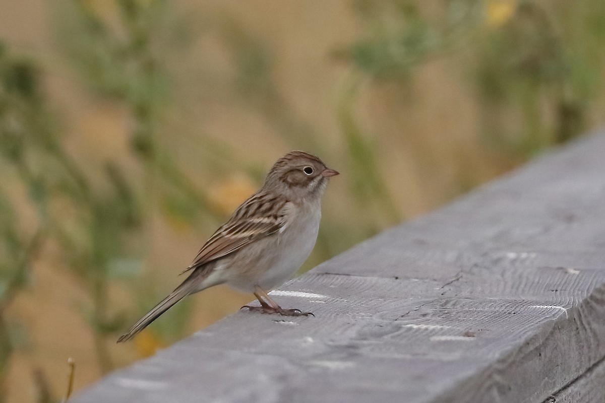 Brewer's Sparrow - ML644616779