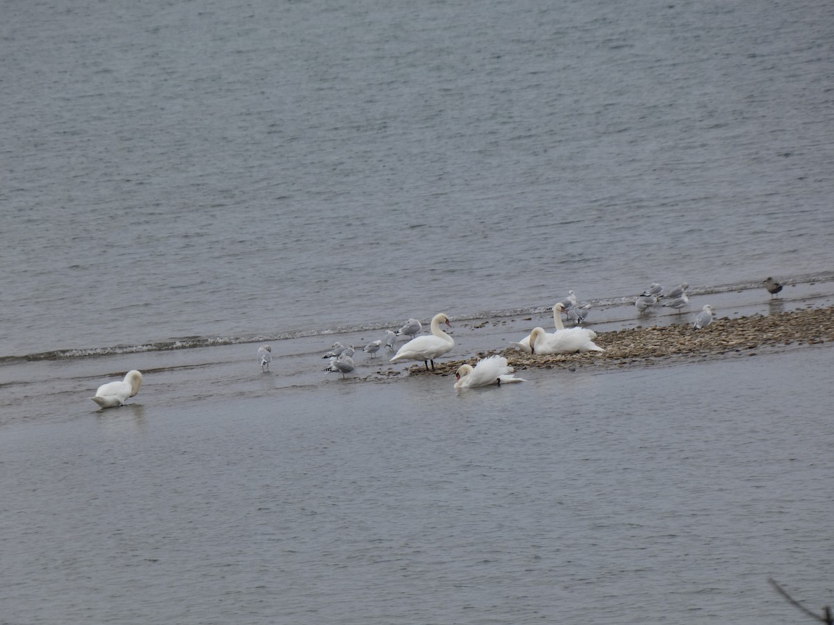 Cygne tuberculé - ML644616785