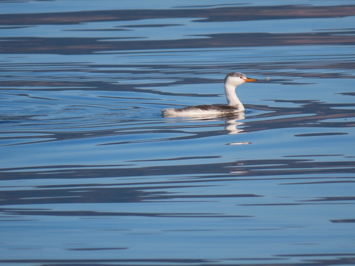 Achichilique de Clark - ML644616797