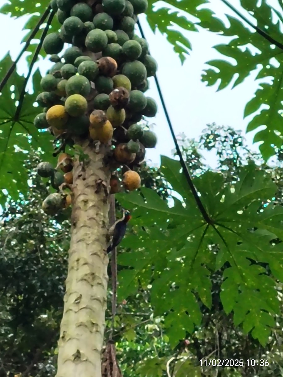 Black-cheeked Woodpecker - ML644616798