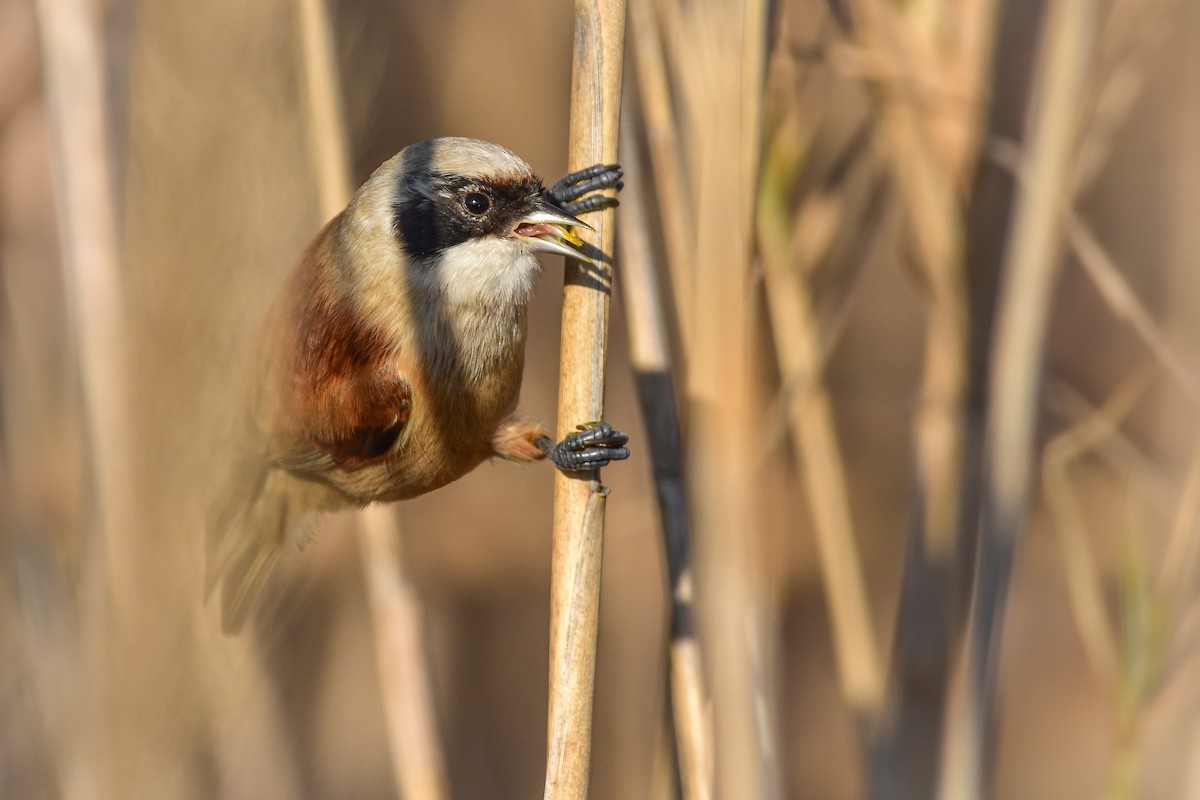 Rémiz penduline - ML644616803