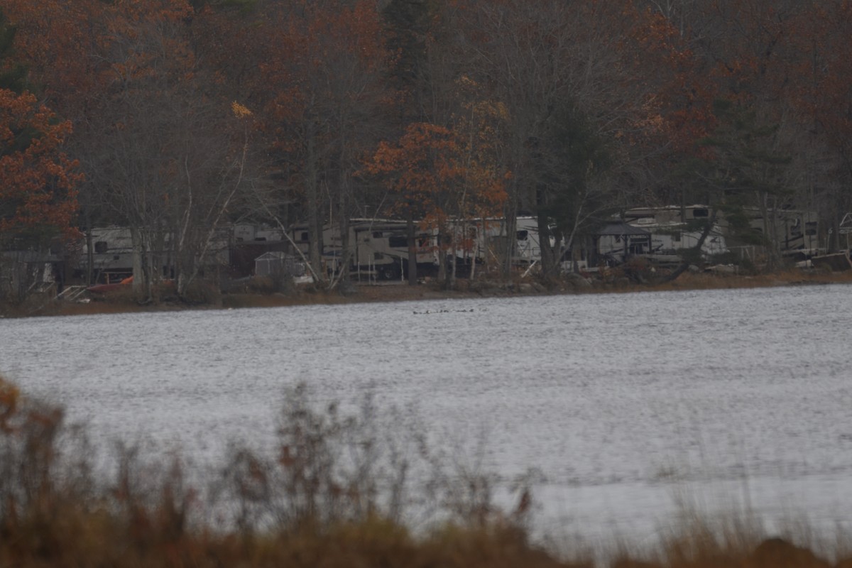 אדרית שחורת-כיפה - ML644616812