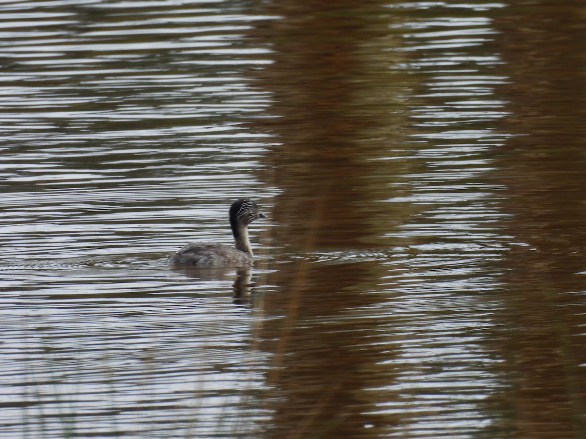 Hoary-headed Grebe - ML644616813