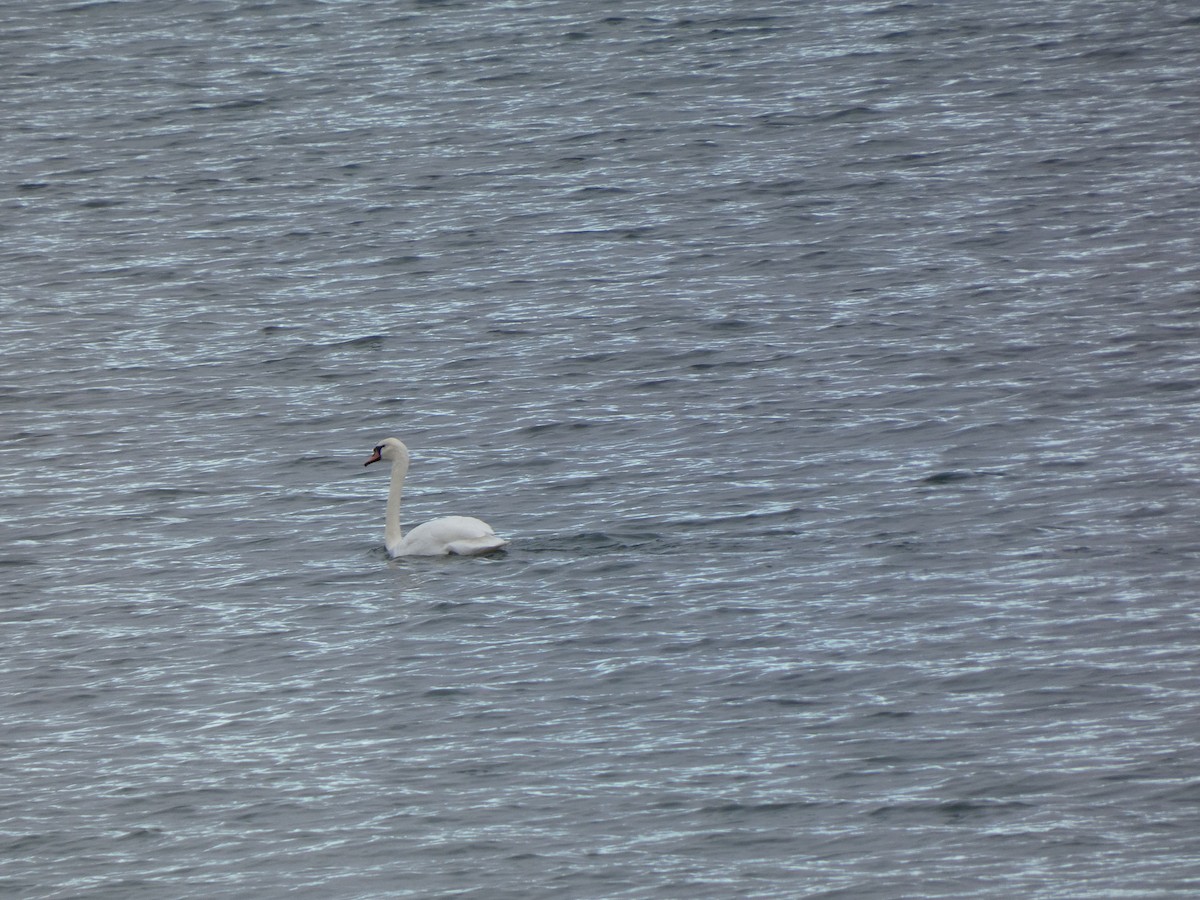 Cygne tuberculé - ML644616816