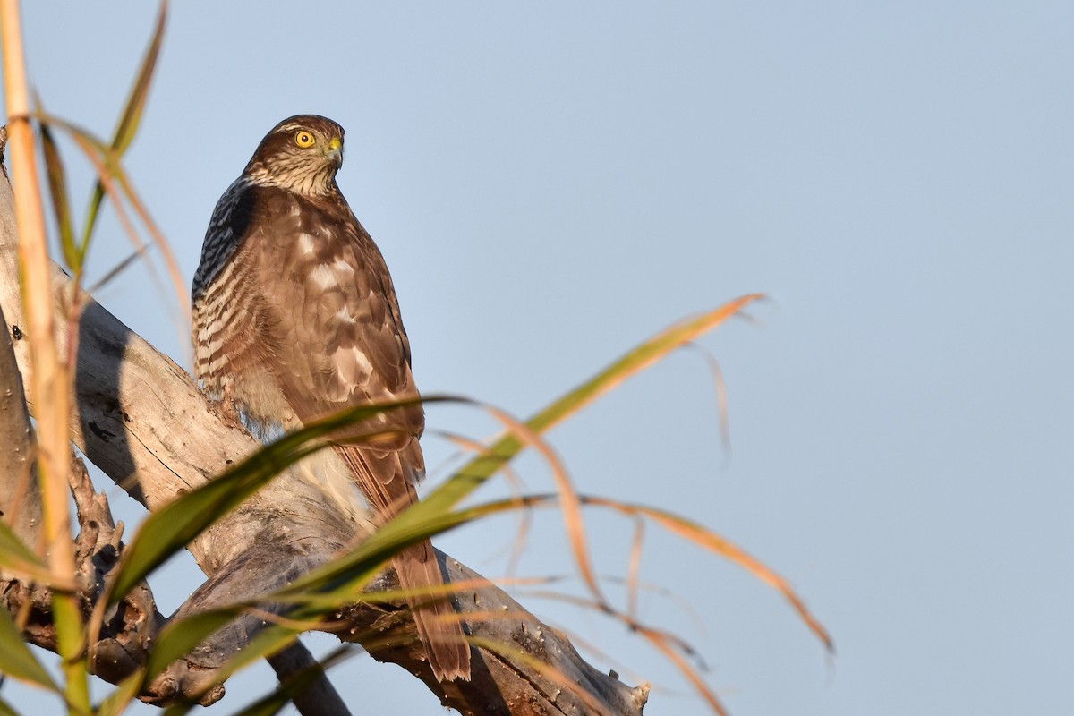 Eurasian Sparrowhawk - ML644616817