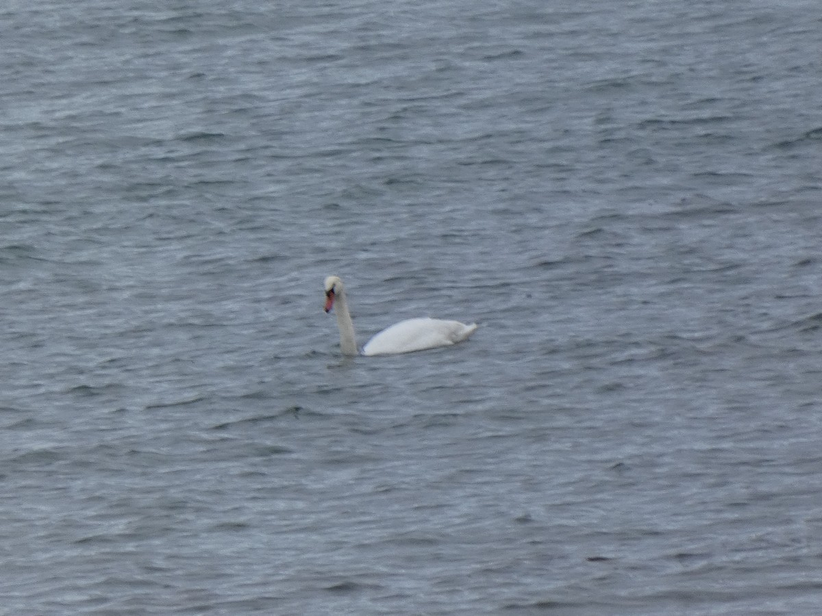 Cygne tuberculé - ML644616826