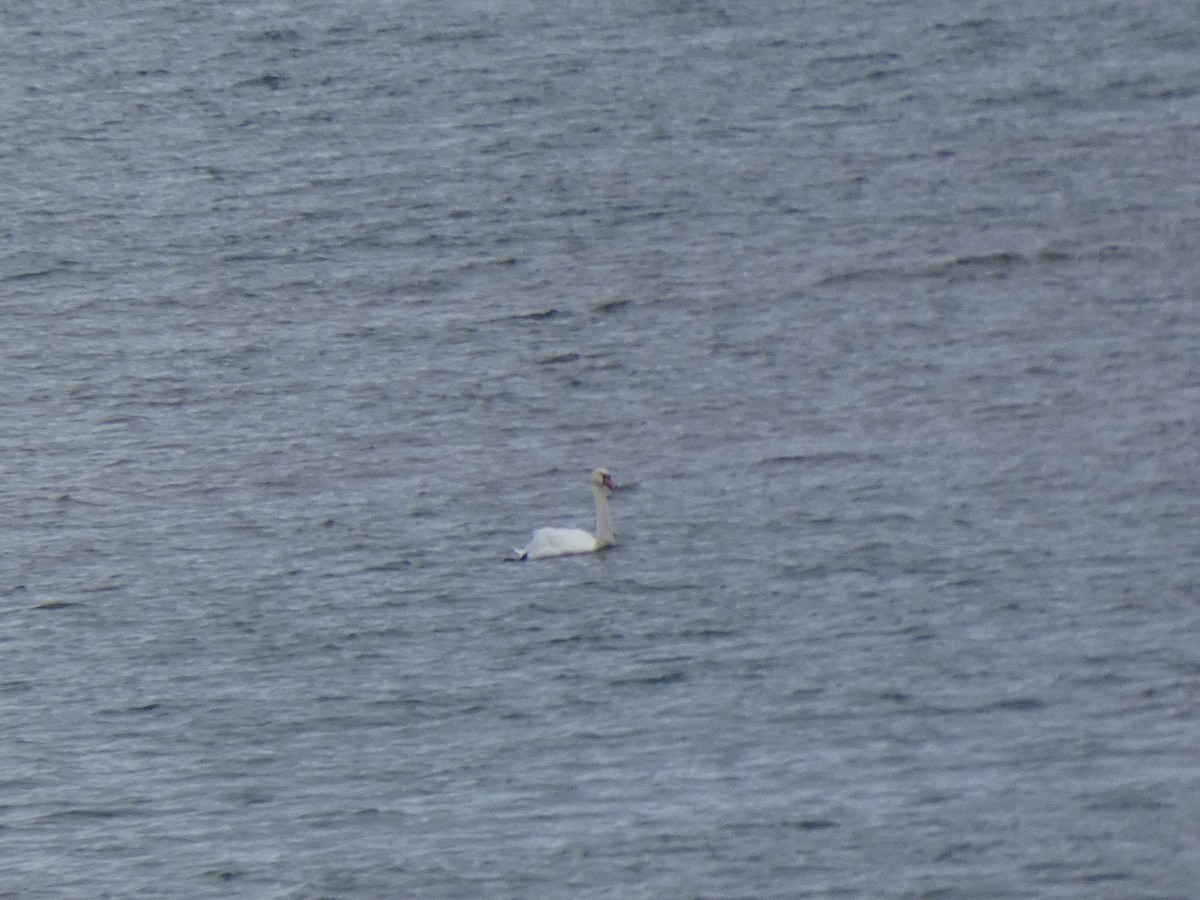 Cygne tuberculé - ML644616829