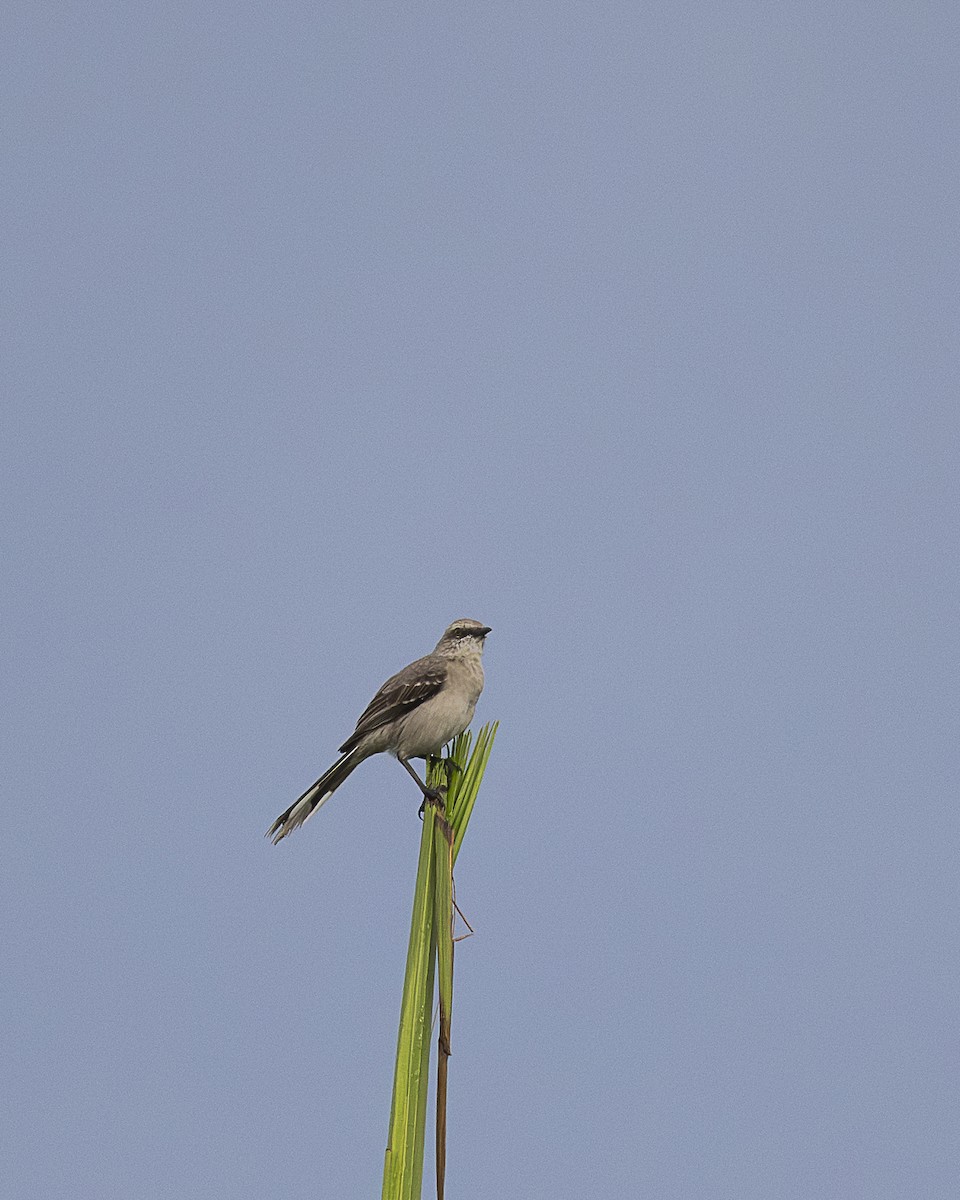 Tropical Mockingbird - ML644616831