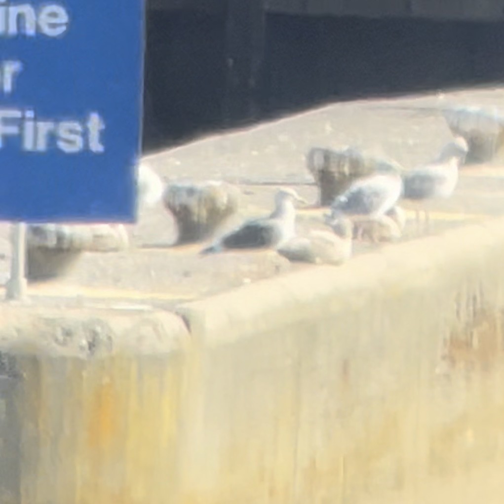 Lesser Black-backed Gull - ML644616842