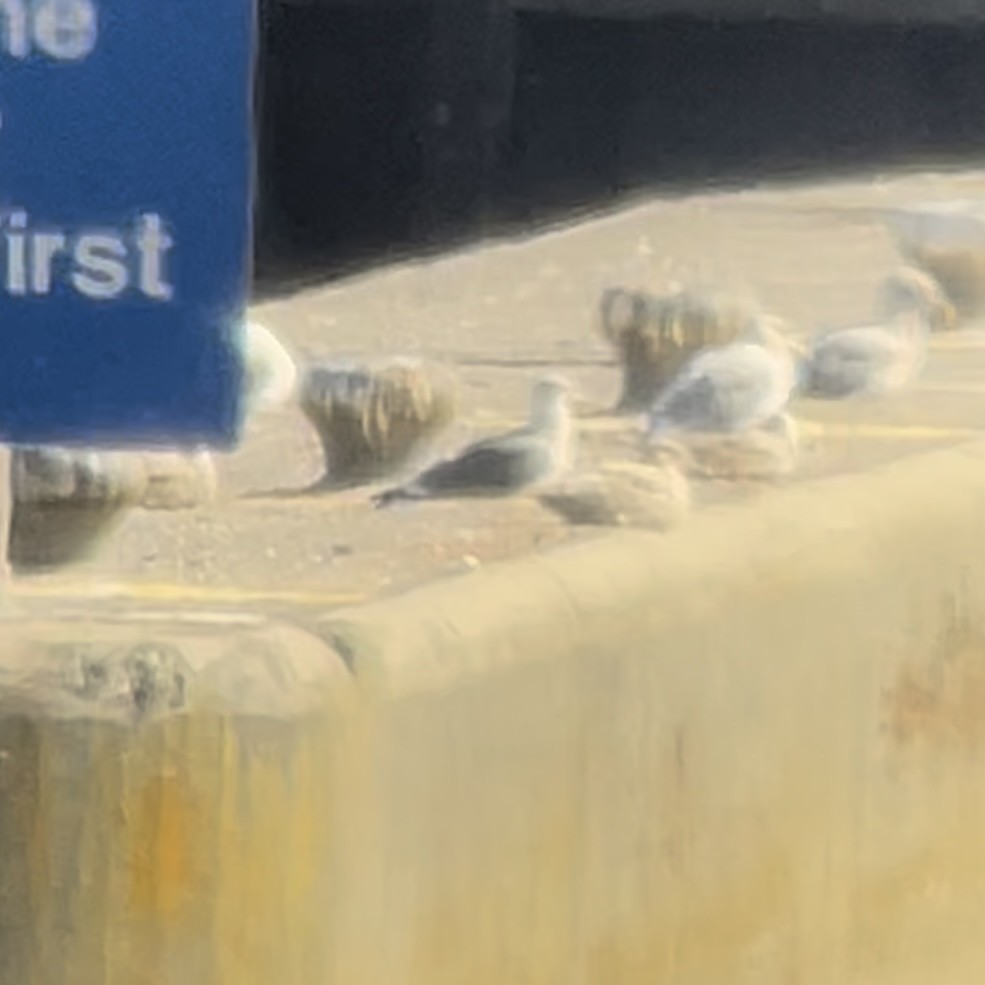 Lesser Black-backed Gull - ML644616848