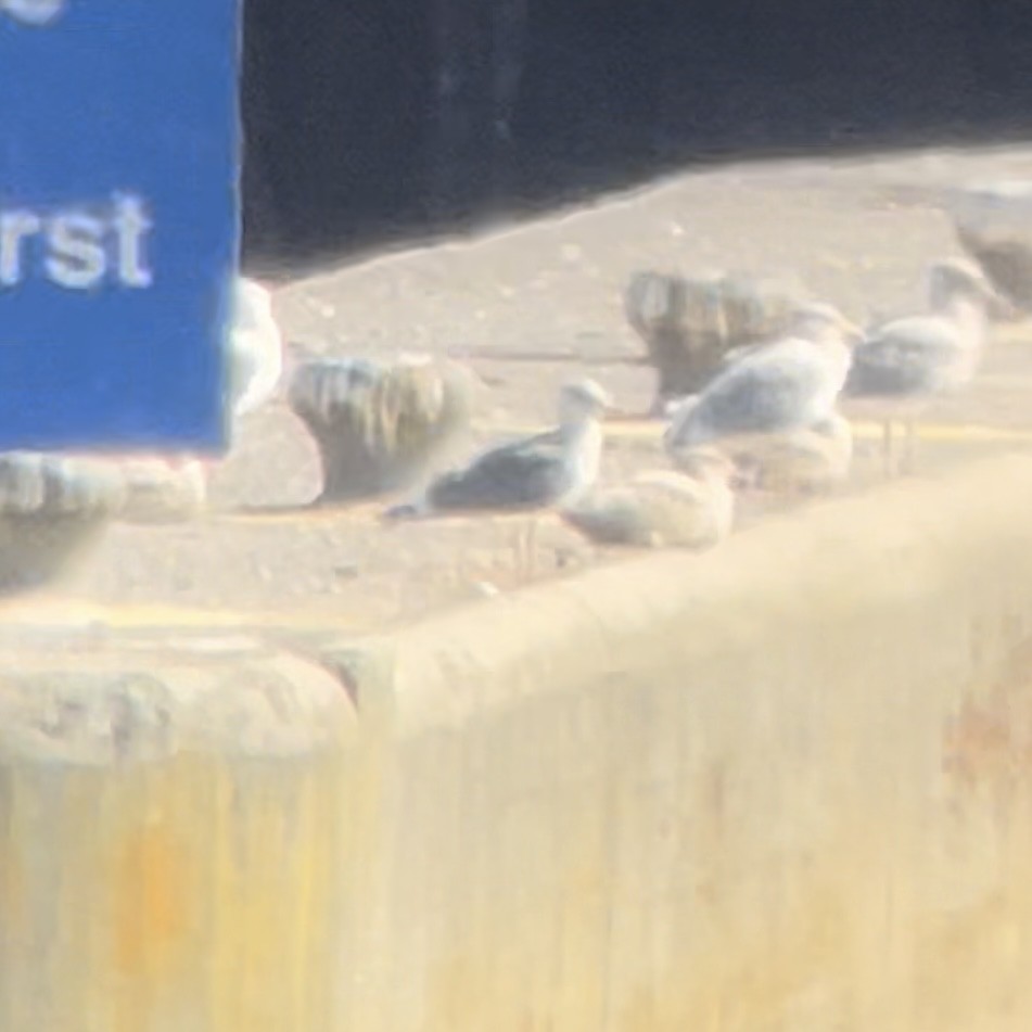 Lesser Black-backed Gull - ML644616851