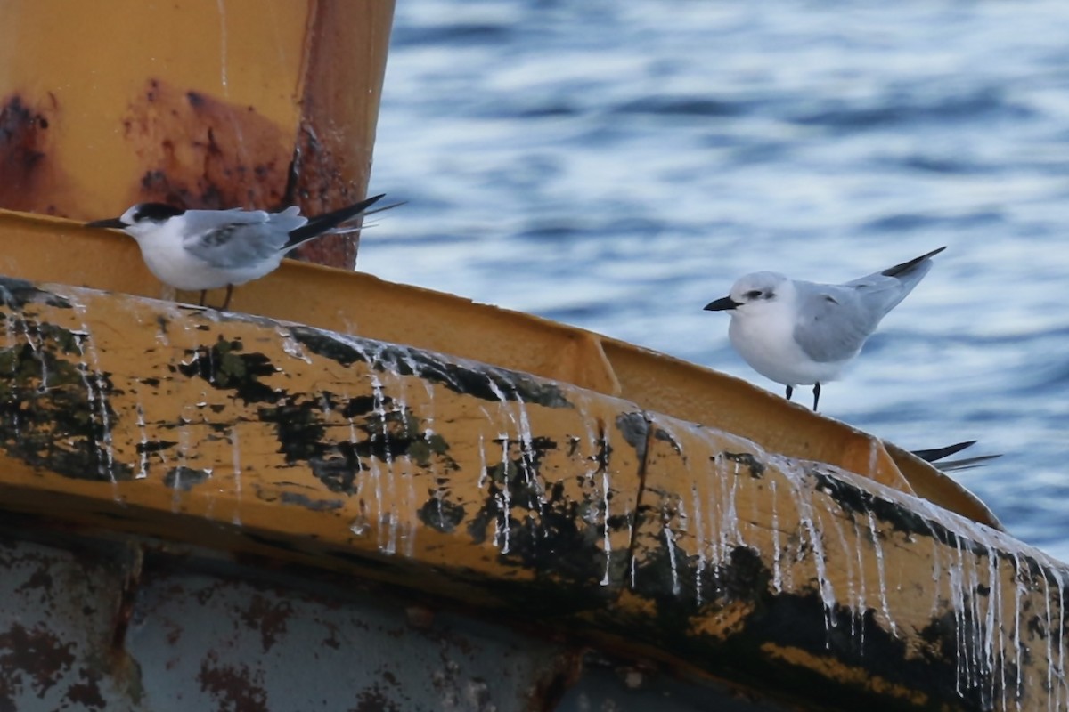 Бахим хараалай - ML644616855