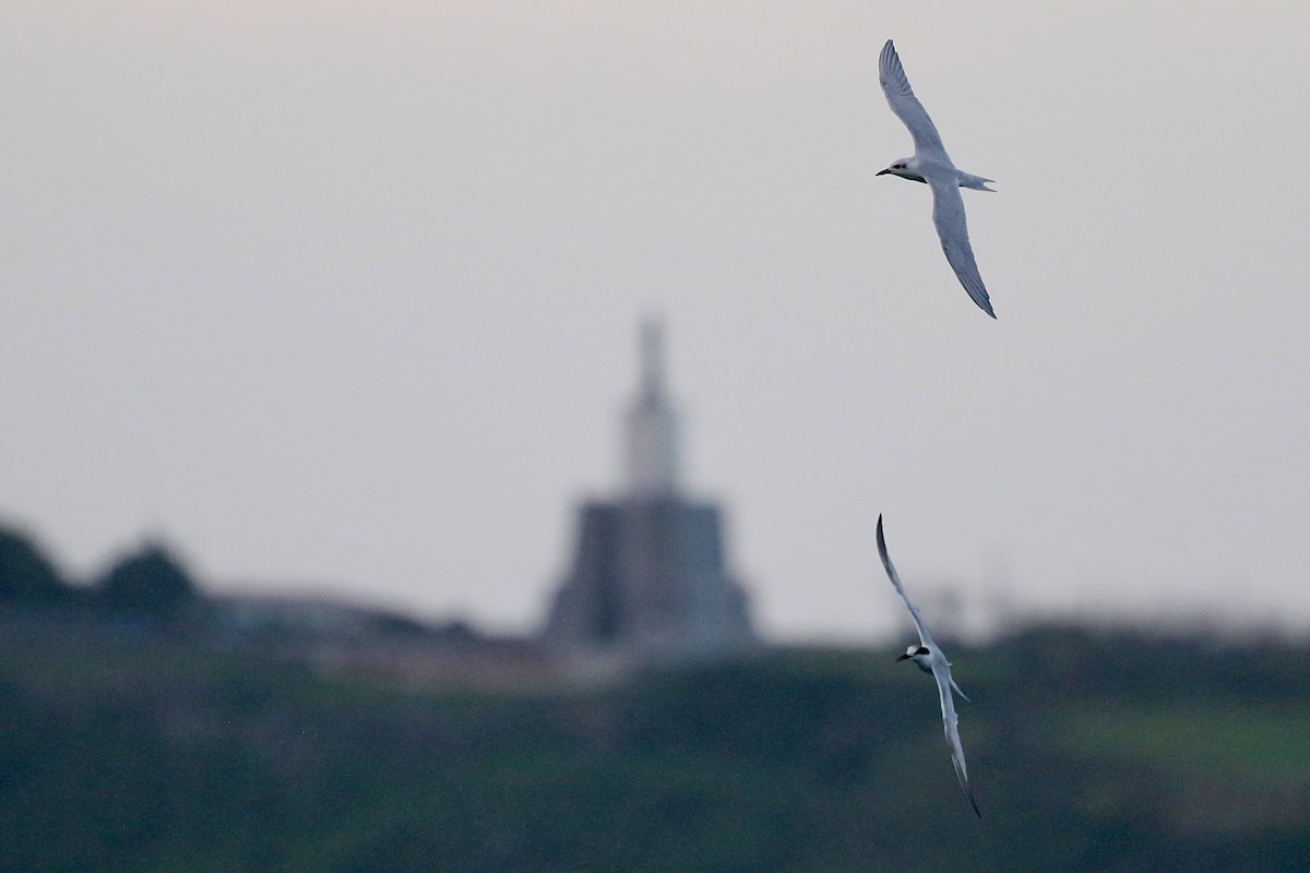 Бахим хараалай - ML644616856