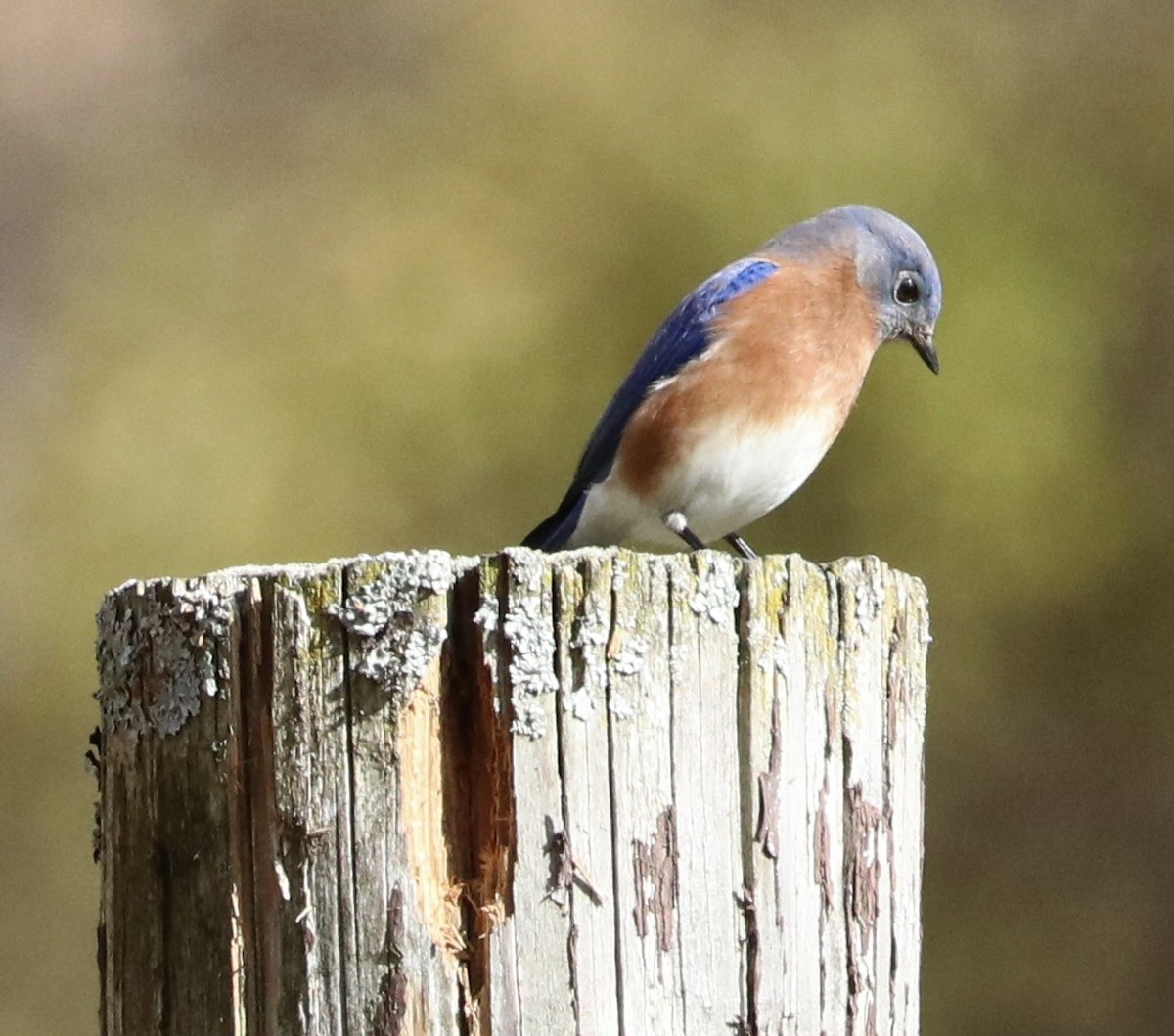 Eastern Bluebird - ML644616868