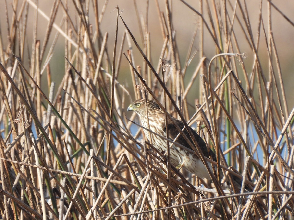 trostehauk - ML644616869