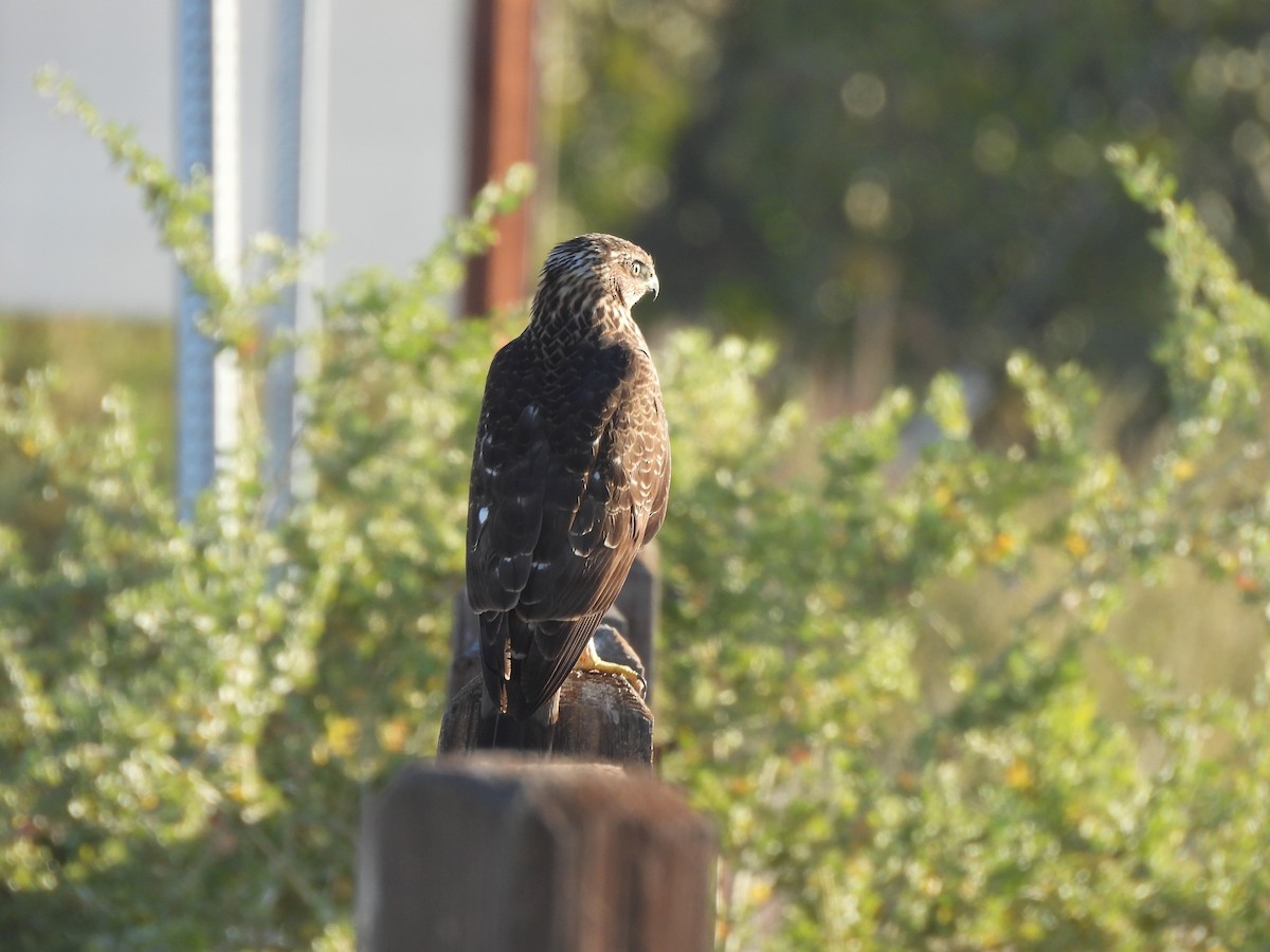 trostehauk - ML644616870