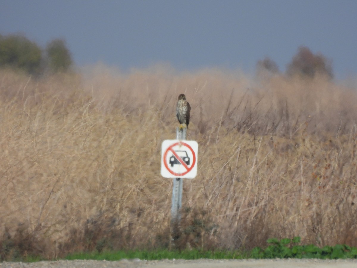 trostehauk - ML644616875