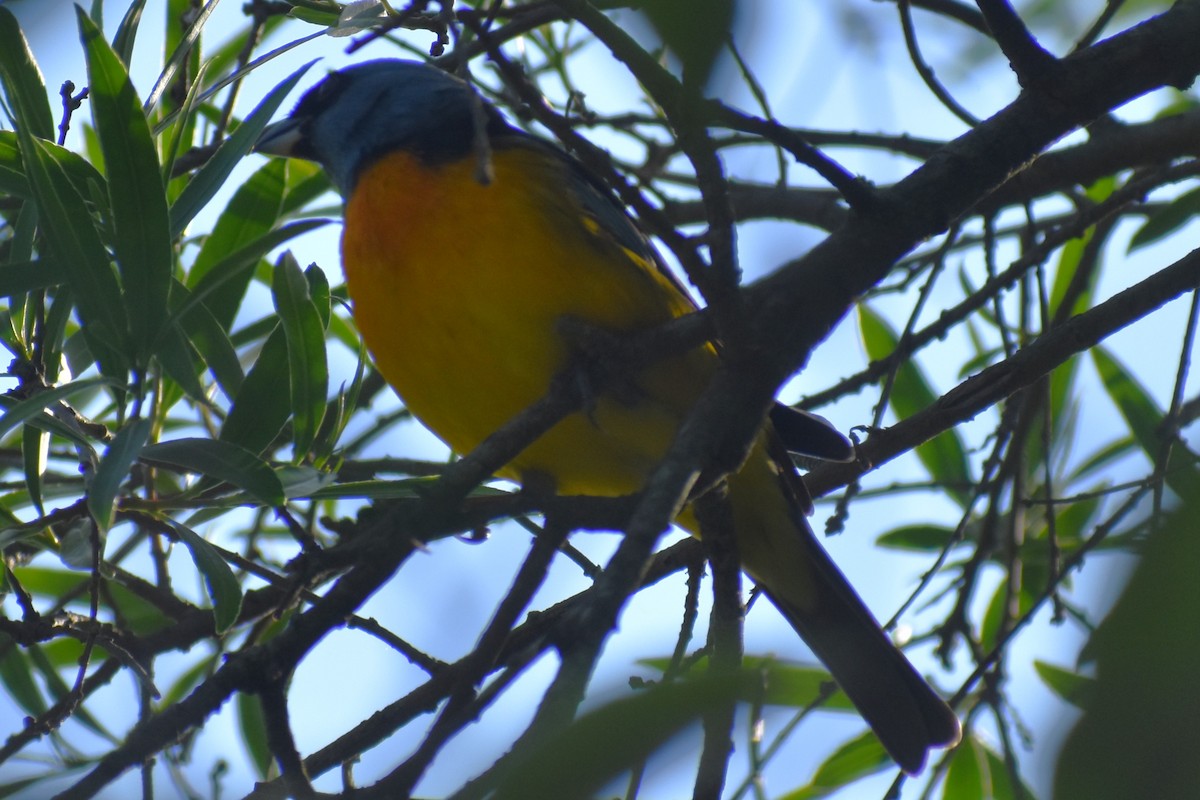 Blue-and-yellow Tanager - ML644616877