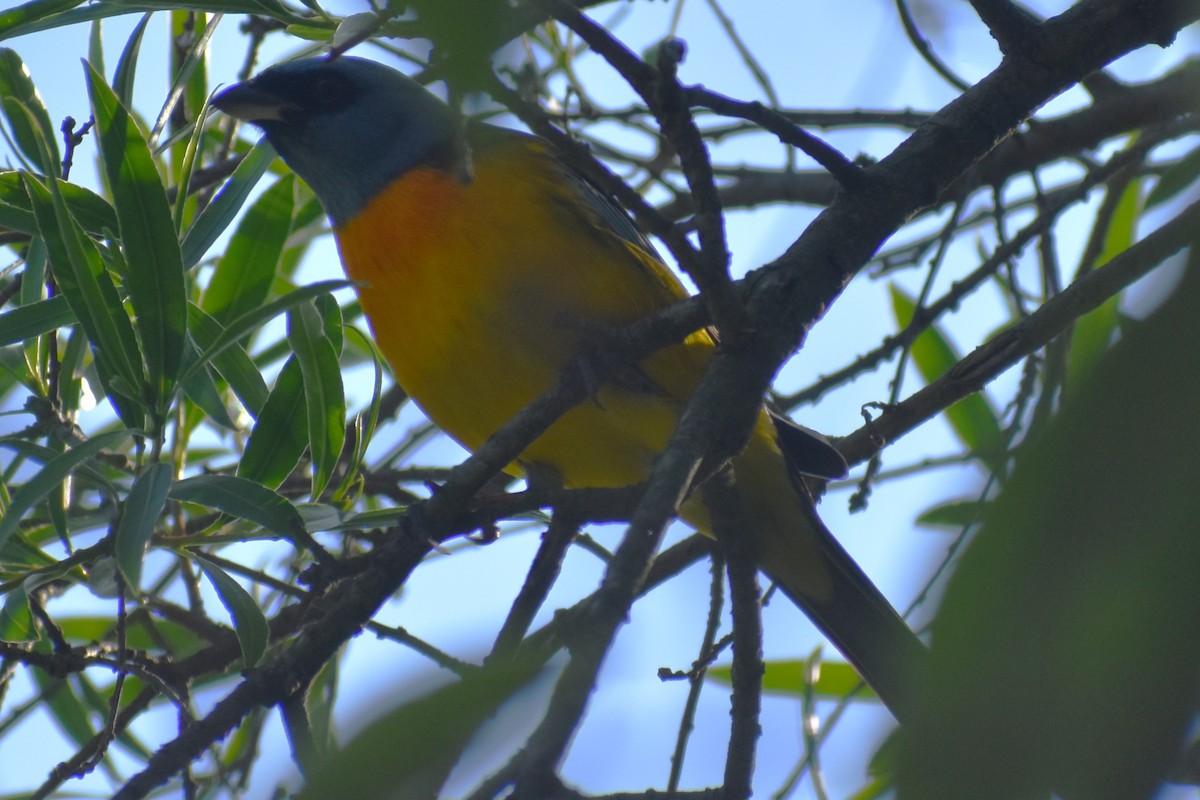 Blue-and-yellow Tanager - ML644616878