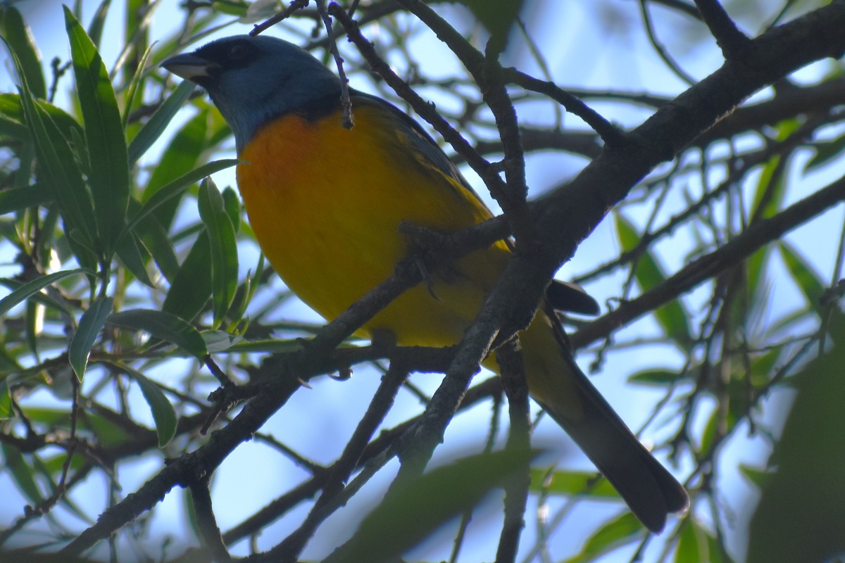 Blue-and-yellow Tanager - ML644616879