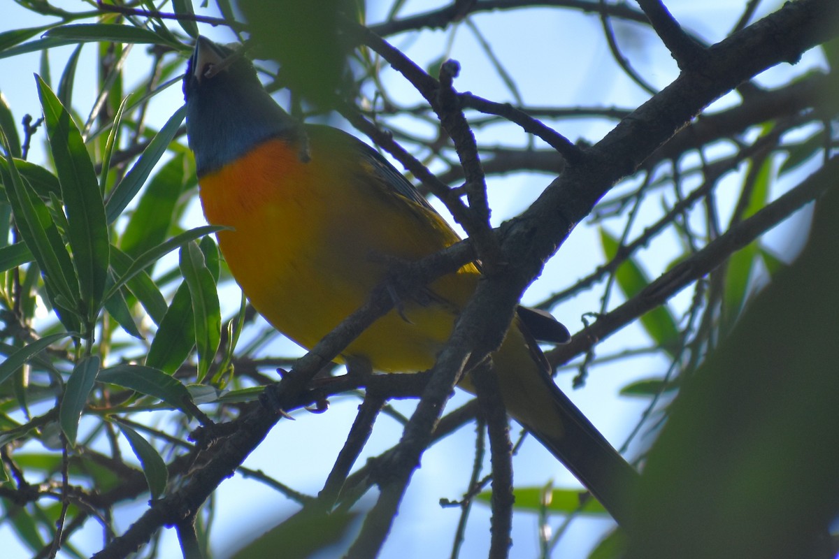 Blue-and-yellow Tanager - ML644616880