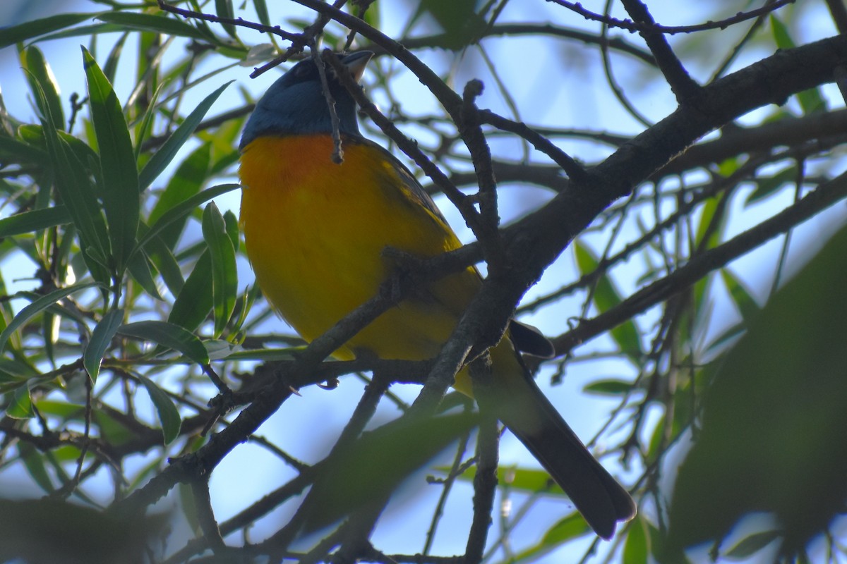 Blue-and-yellow Tanager - ML644616881